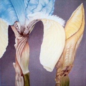 Pastel Iris