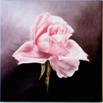 Pink Rose